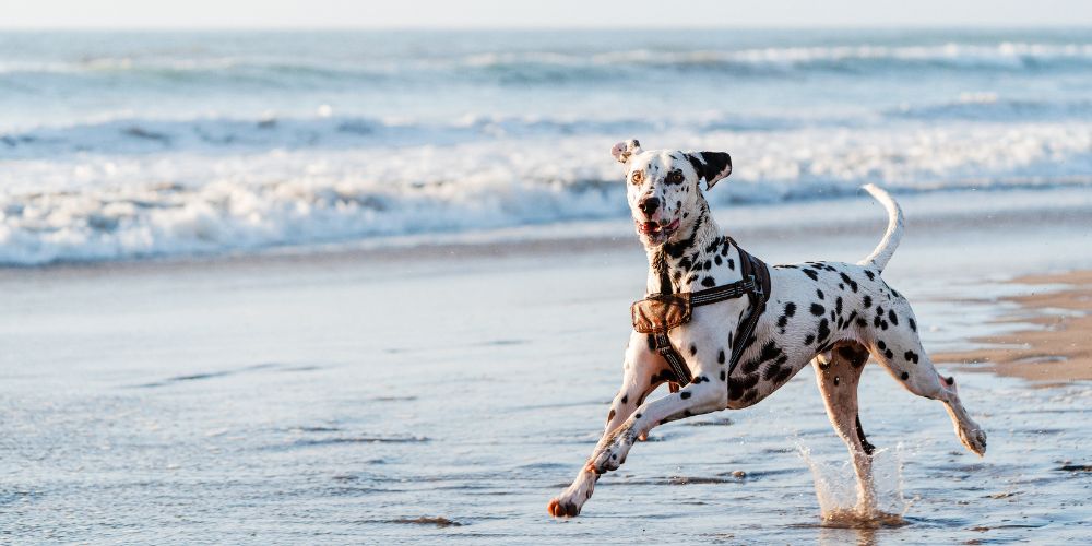 Die Top 5 Hundestrände in Europa: Urlaubstipps für Hundebesitzer