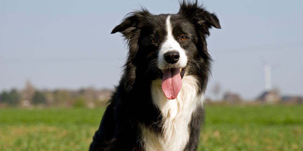 Sind alle Hunde gleich intelligent? Ein Blick auf die Hundeintelligenz