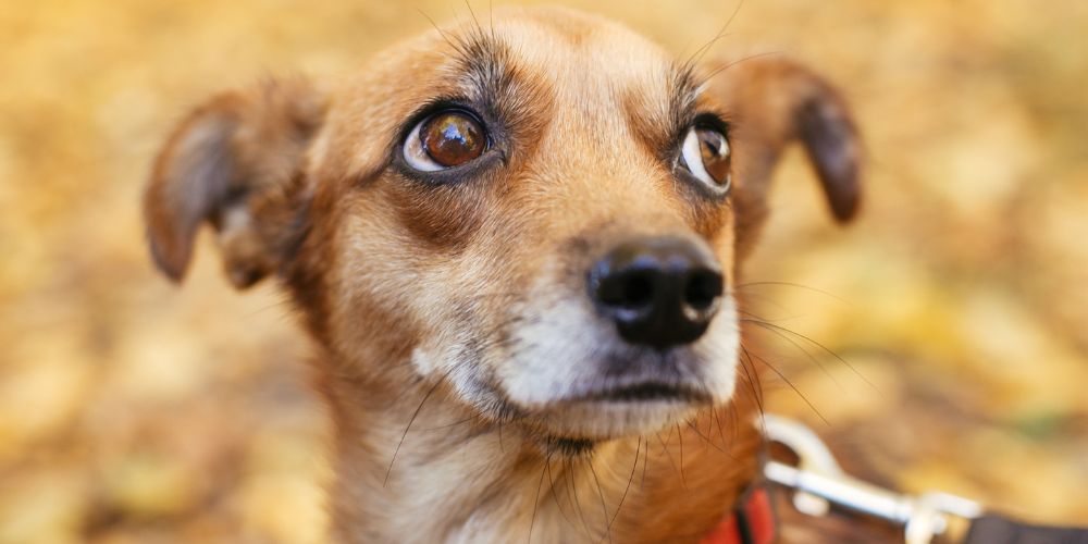 Die besten Trainingsmethoden für ängstliche Hunde: Vertrauen aufbauen und Ängste überwinden