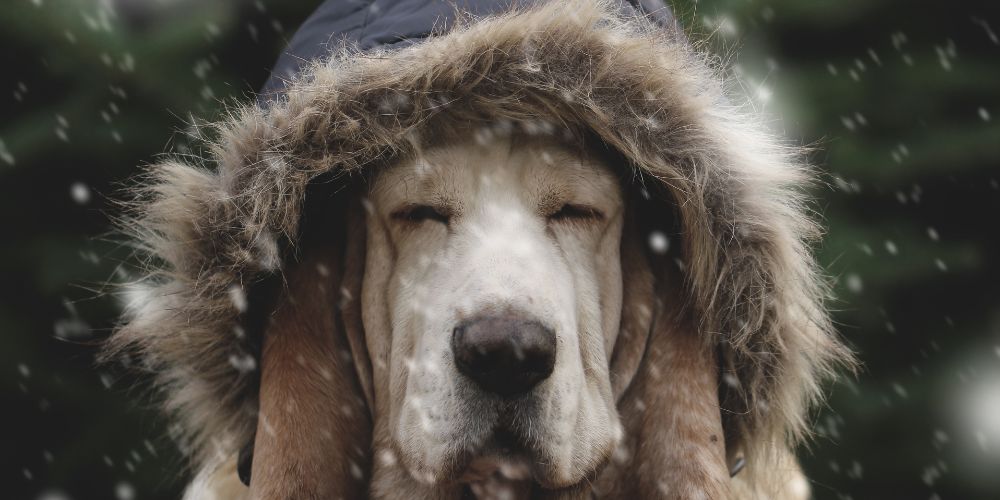 Hundepflege im Winter: Schutz vor Kälte, Trockenheit und Streusalz