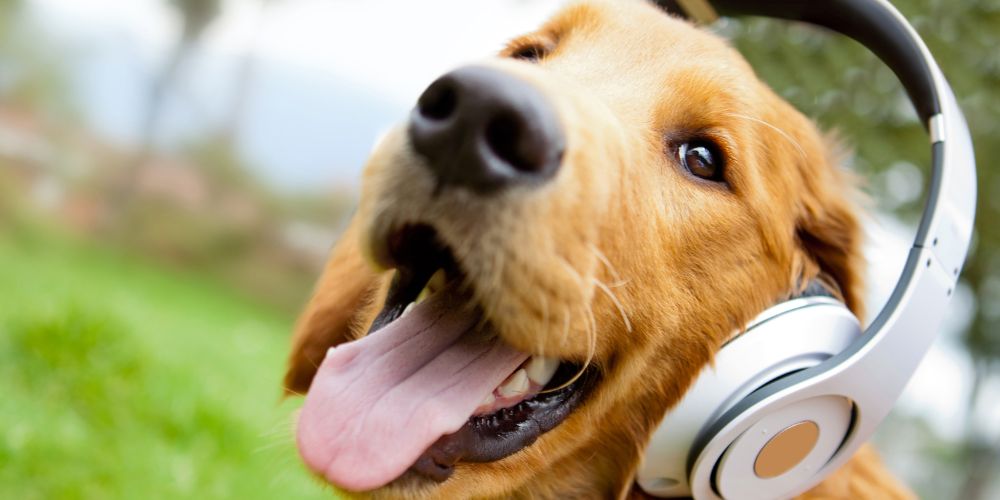Der Einfluss von Musik auf das Verhalten von Hunden: Entspannung und Beruhigung durch Klang