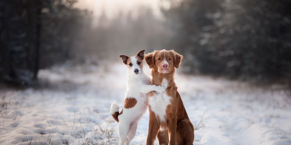 Sicherheits- und Pflegetipps für Hunde im Winter: So bleibt dein Hund gesund und geschützt