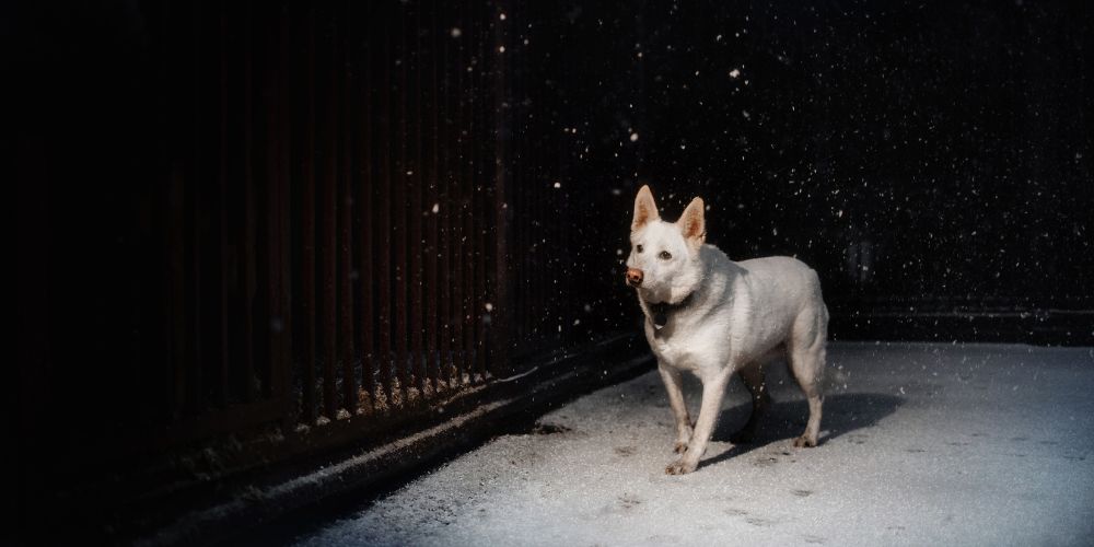 Sicheres Gassigehen mit Hund im Dunkeln: Tipps für mehr Sicherheit und Sichtbarkeit