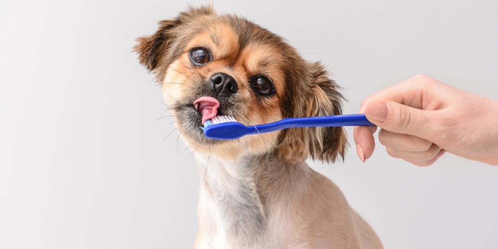 Warum ist Zahnpflege für Hunde wichtig? Praktische Tipps zur Mundhygiene