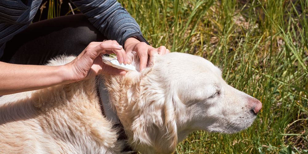 Natürliche Heilmittel gegen Zecken und Flöhe für Hunde: Was wirklich funktioniert