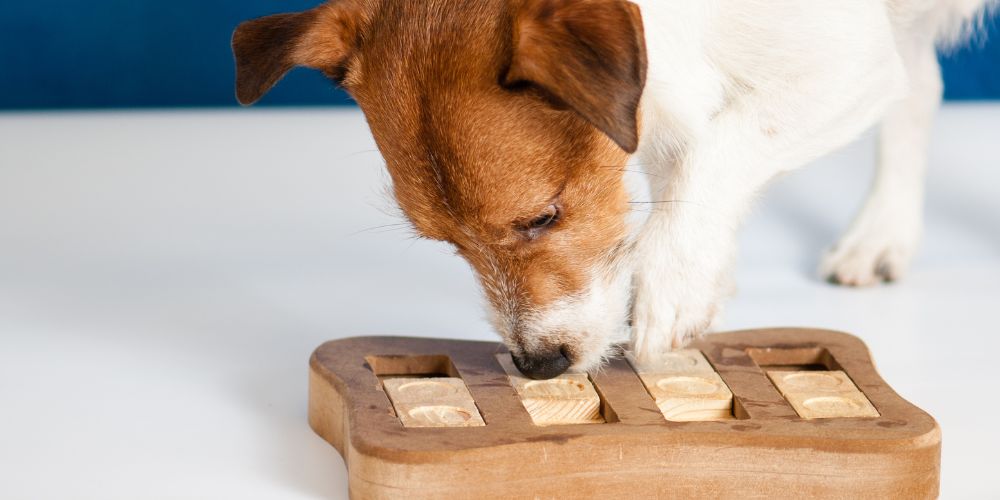 Sind Intelligenzspielzeuge für Hunde sinnvoll?