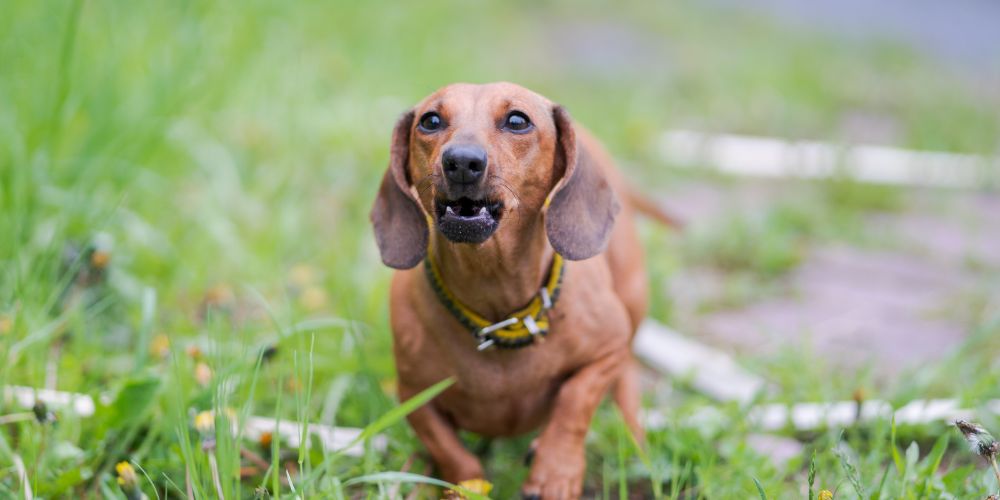 Mein Hund knurrt andere Hunde an - wie verhindere ich dies?