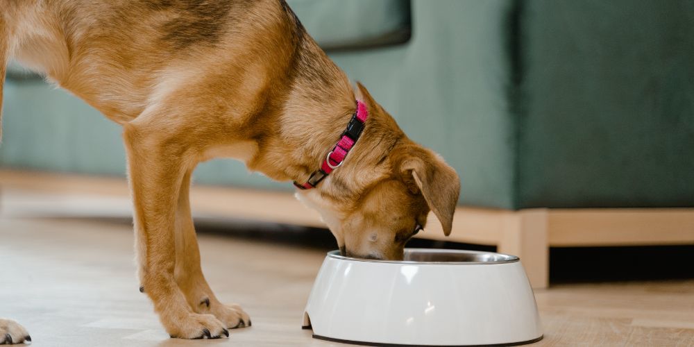 Ernährung im Winter: Brauchen Hunde mehr Energie?