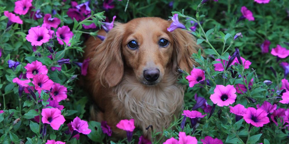 Hund allein zuhause lassen – Vorsicht vor giftigen Pflanzen!