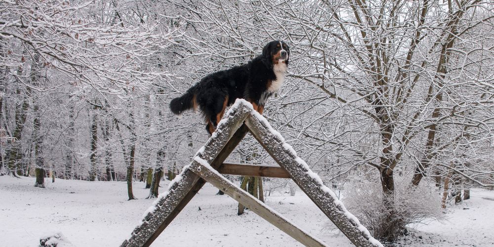 Hundeschulen und Indoor-Training im Winter