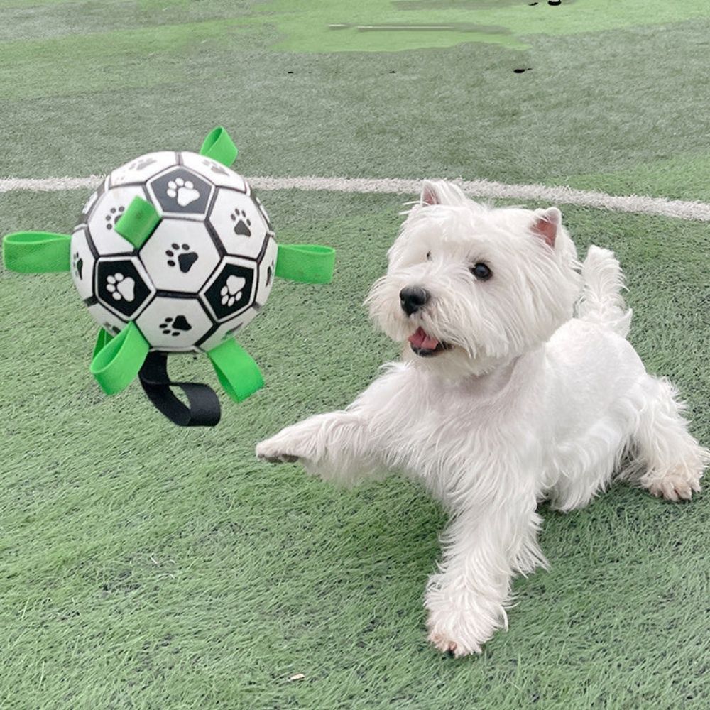 Hund spielt mit Hundefußball, welcher in der Luft ist