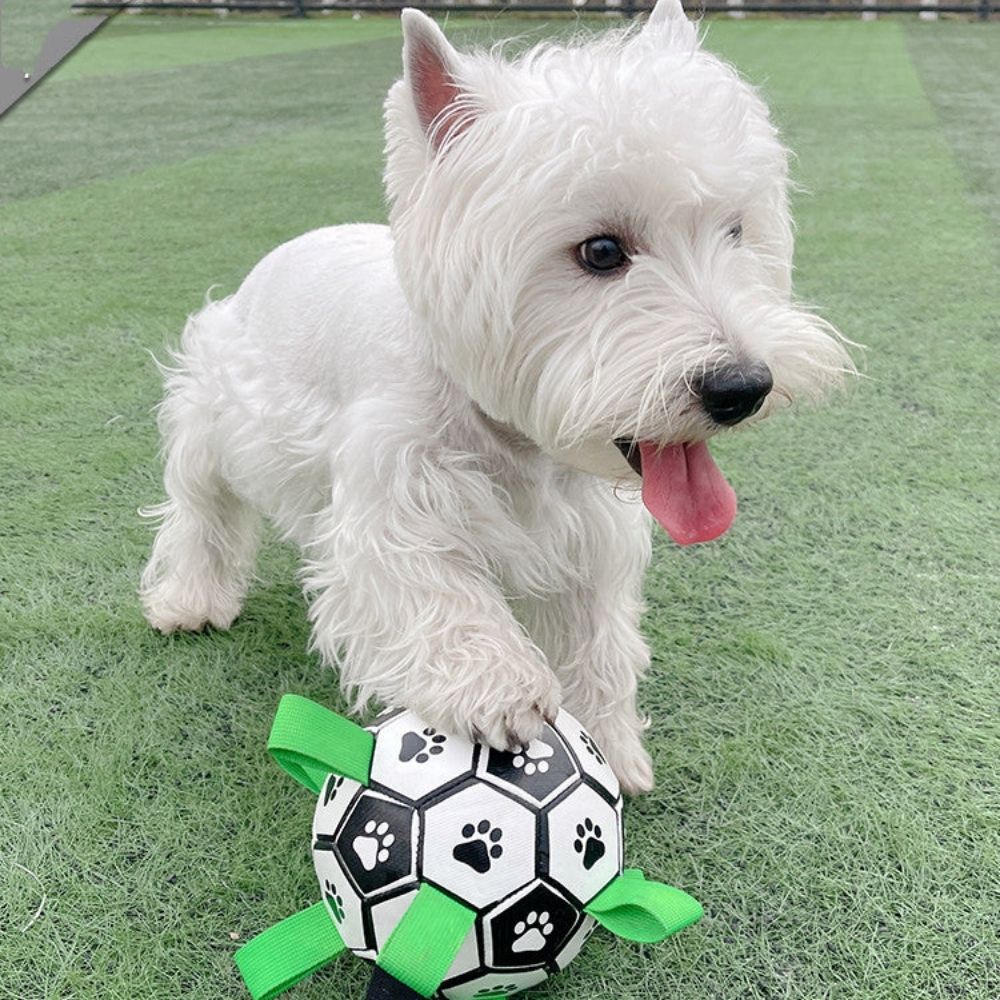 Hund stoppt Hundefußball mit der Pfote und spielt damit